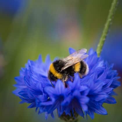 que significa soñar que te pica una abeja